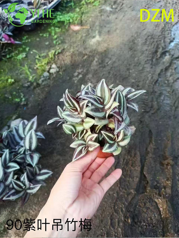 Wholesale Tradescantia Zebrina Potted Plants for Indoor Hanging Foliage Decor