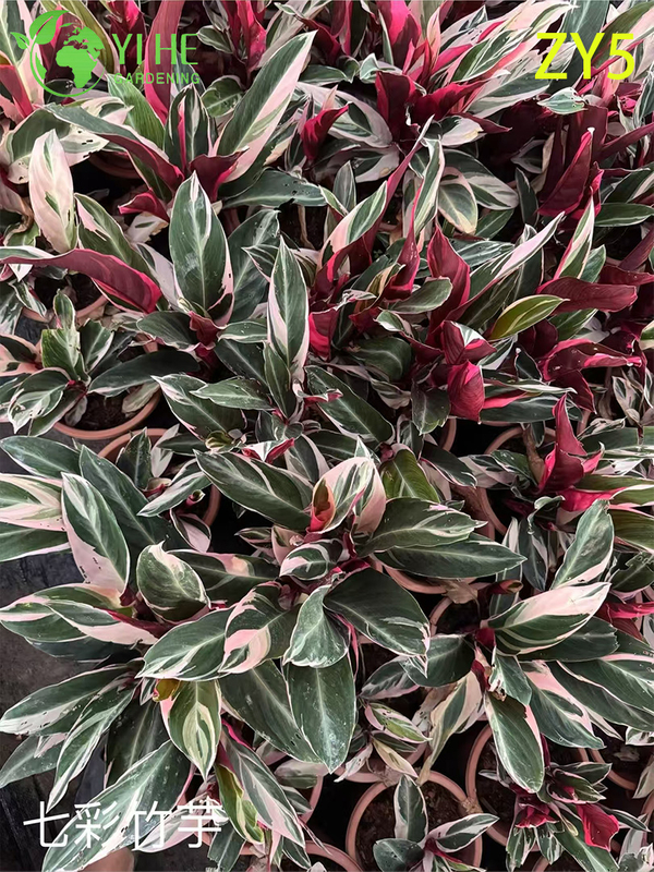 Premium Wholesale Calathea Plants - Tropical Foliage for Indoor/Outdoor Decoration