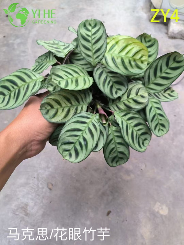 Wholesale Tropical Calathea Plants for Indoor Decoration & Commercial Landscaping