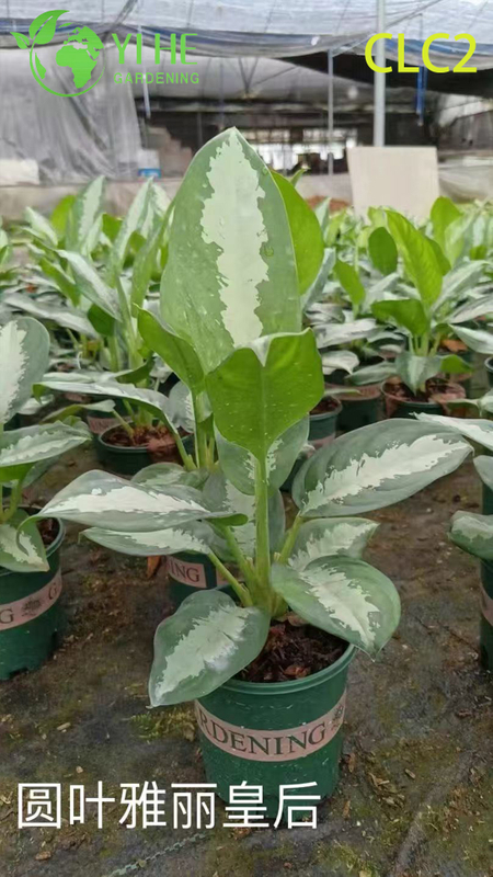 High-Quality Variegated Aglaonema Plants for Wholesale Export