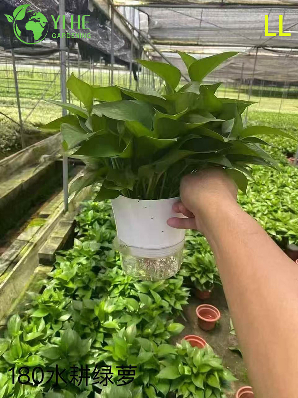 Wholesale Epipremnum Aureum Potted Plants for Indoor Hanging Air-Purifying Decor