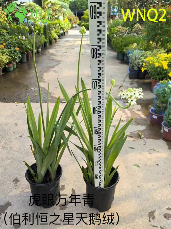 Wholesale Aglaonema Plants - Hardy Tropical Foliage for Indoor Decoration