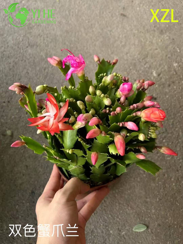 Wholesale Schlumbergera truncata Potted Plants for Indoor Holiday Flowering Decor