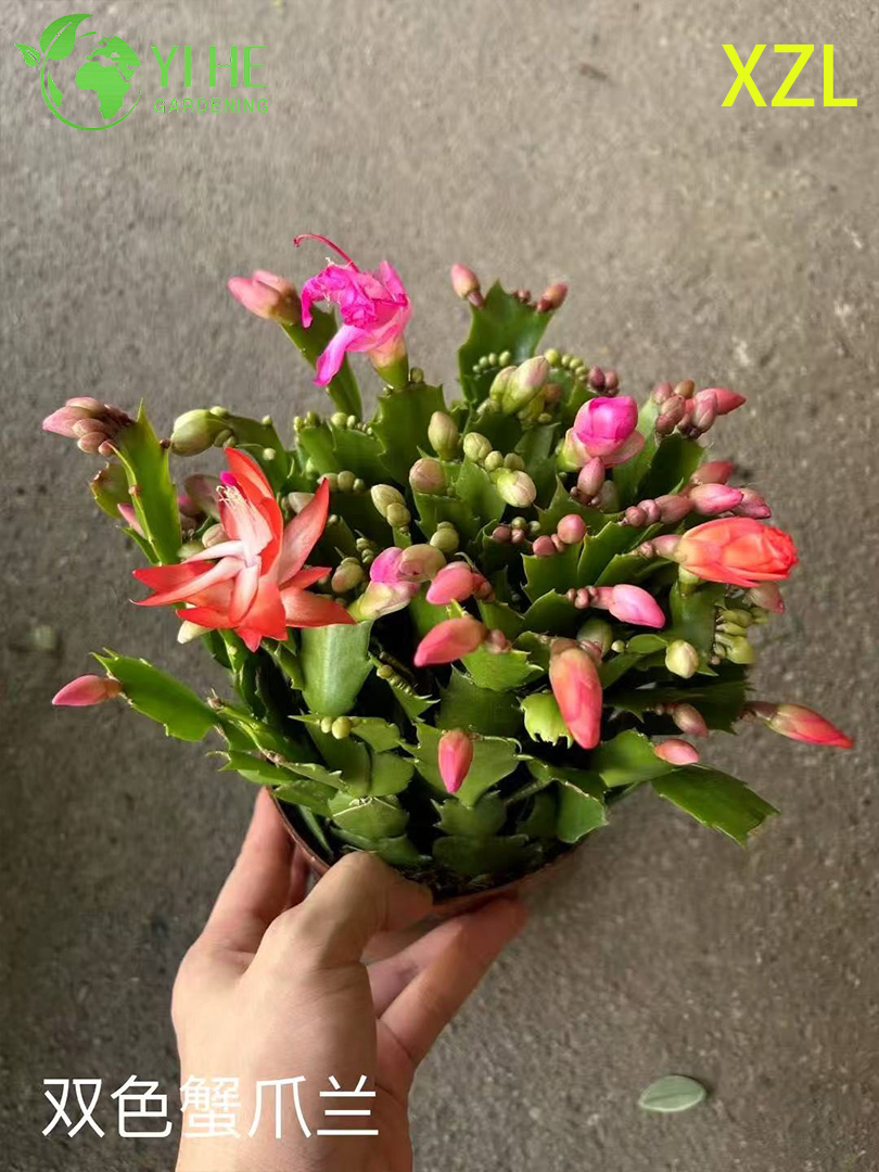 Wholesale Schlumbergera truncata Potted Plants for Indoor Holiday Flowering Decor
