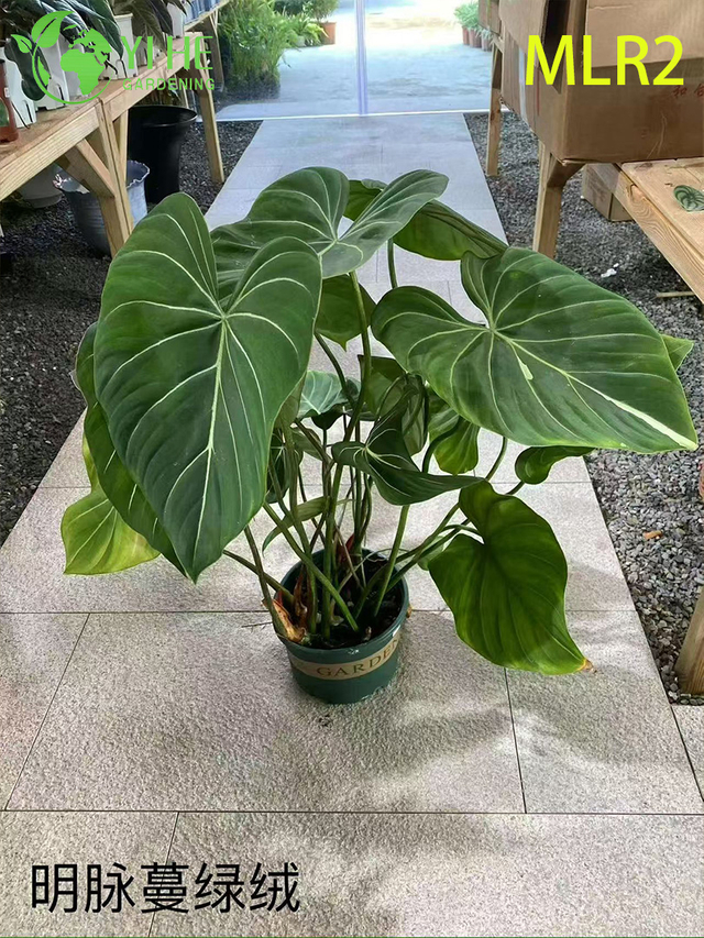 Wholesale Philodendron Plants - Tropical Foliage for Indoor Outdoor Decorative Landscaping