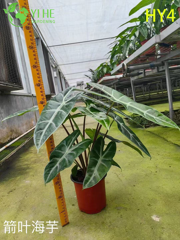 Premium Large-Sized Tropical Alocasia Plants for Wholesale Export