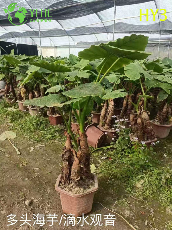 Premium Large - Leaf Alocasia Plants for Wholesale Export Decoration & Landscaping