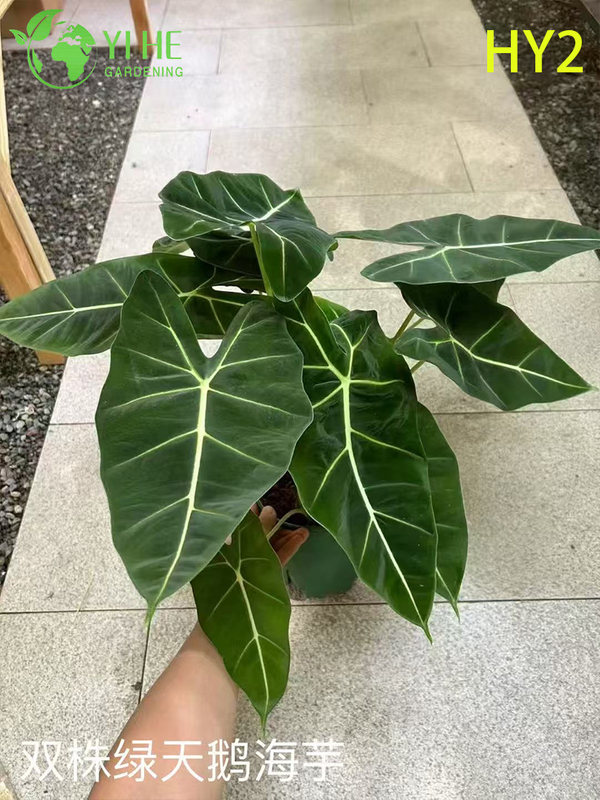 Wholesale Alocasia Plants - Large Foliage Tropical Indoor Outdoor Decor