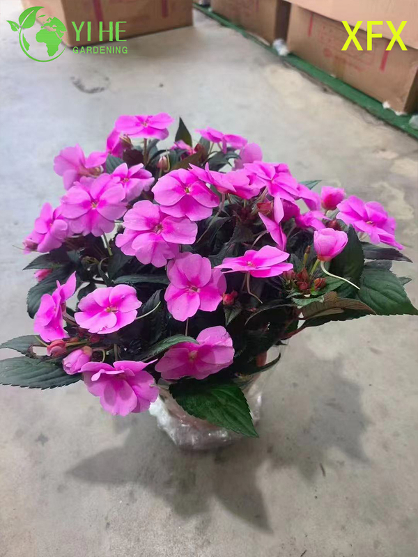 Wholesale Impatiens 'New Variety' Potted Plants for Indoor Outdoor Colorful Flower Decor