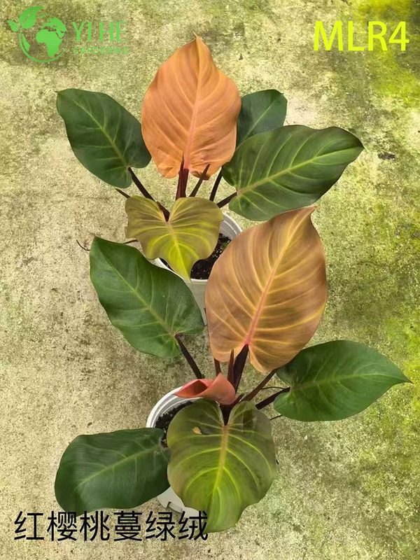 Wholesale Philodendron Plants - Indoor/Outdoor Lush Foliage Decorative Greenery