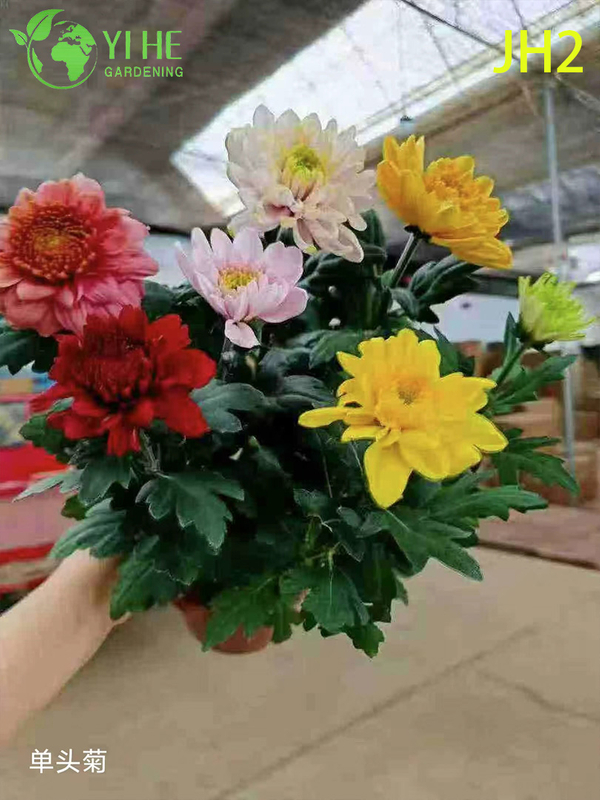 Wholesale Chrysanthemum Flowers - Colorful Fresh Cut Ornamental Potted Plants