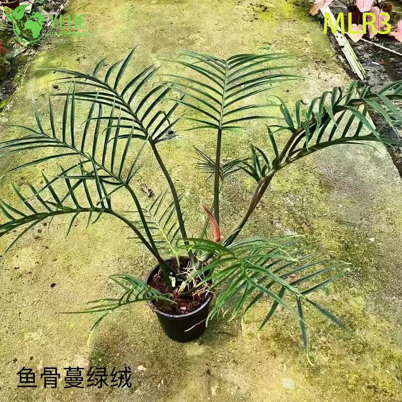 Wholesale Tropical Philodendron Plants for Indoor Outdoor Decoration