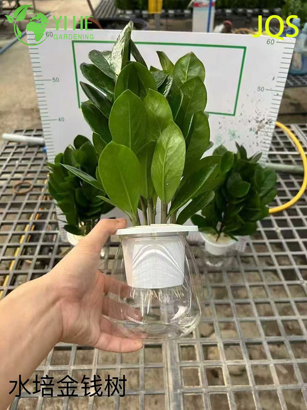 Wholesale Zamioculcas Zamiifolia Potted Plants for Indoor Low-Maintenance Decor