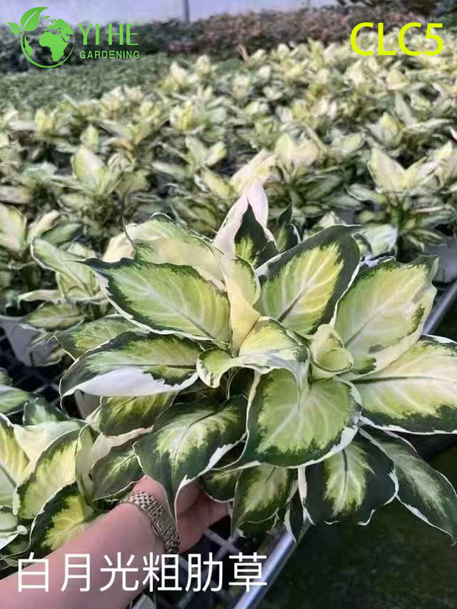Wholesale Aglaonema Plants - Indoor Decorative Foliage with Vibrant Leaves for Home & Office
