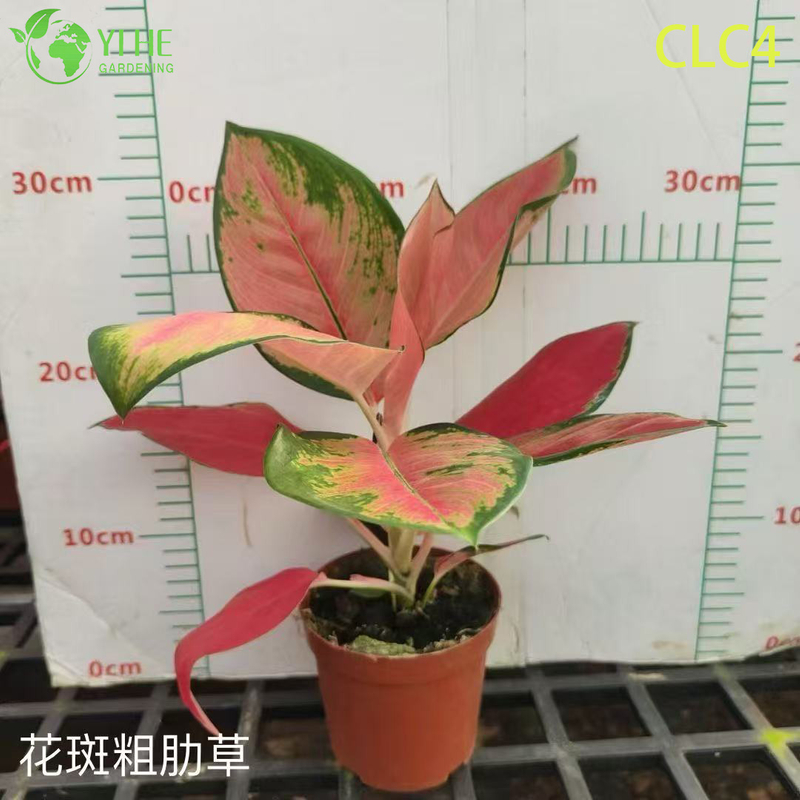Wholesale Tropical Aglaonema Plants for Indoor Outdoor Decoration