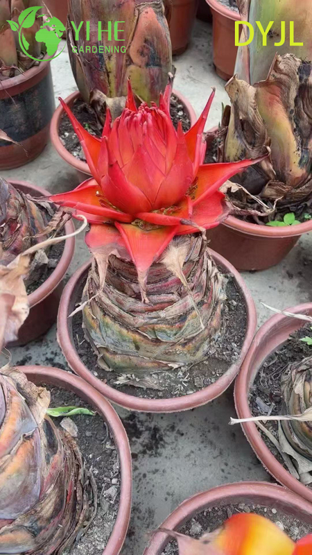 Wholesale Musella Lasiocarpa Potted Plants for Outdoor Tropical Garden Decoration