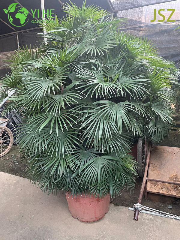 Ornamental Potted Rhapis multifida Burr. for Export Plant