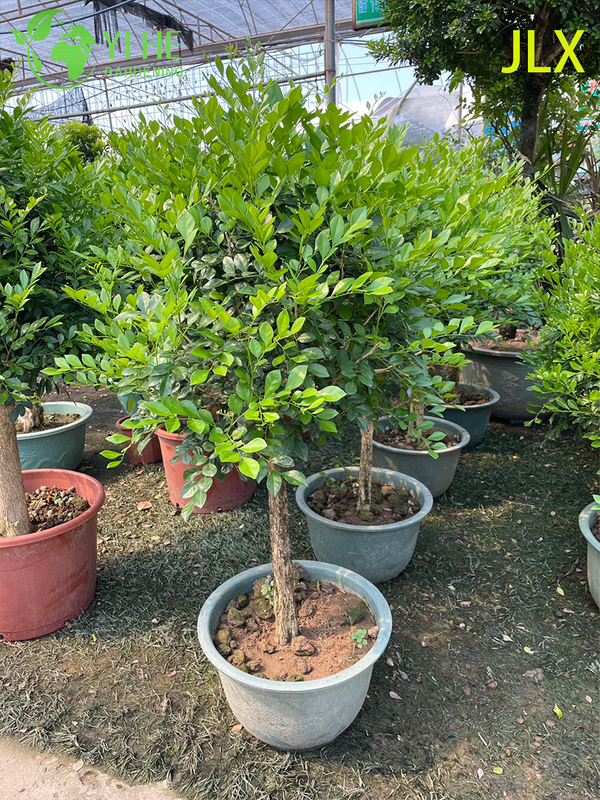 Ornamental Potted Murraya exotica L. for Export Plant