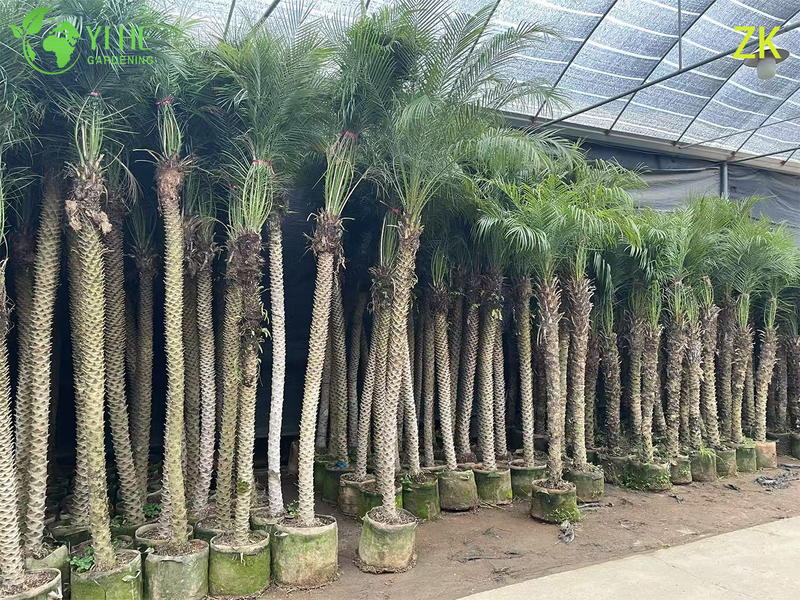Wholesale Export Needle Palm Ornamental Evergreen Palm Tree Premium Quality