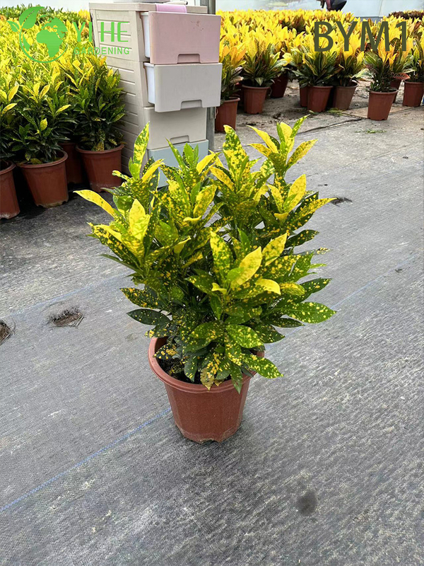 Wholesale Live Colorful Variegated Croton Plant for Indoor Garden Bonsai