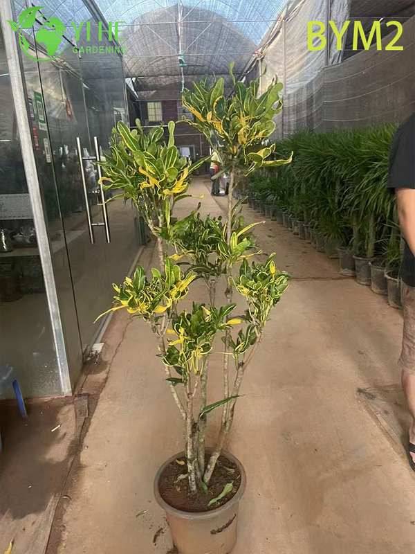 Wholesale Large Croton Standard Tree for Floor and Landscape Decor Bonsai