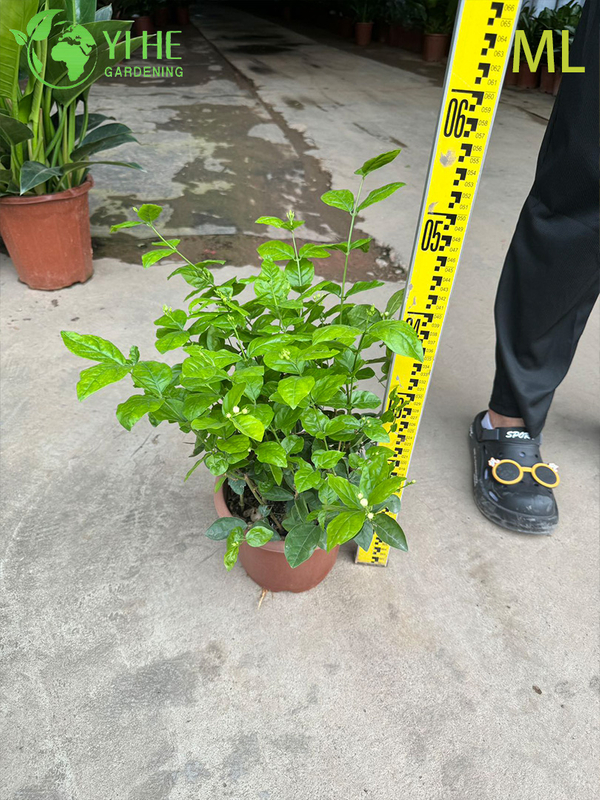 Fragrant Jasminum Sambac Bonsai for Indoor & Outdoor Decor
