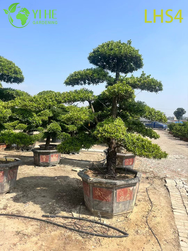 Tiered - Canopy Podocarpus Bonsai for Grand Garden Display