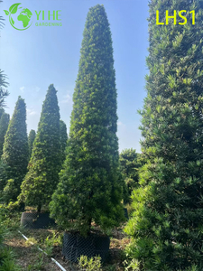 Dense - Foliage Podocarpus Macrophyllus for Garden Ornament Tree
