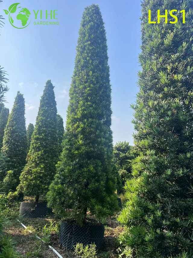 Denso - Follaje Podocarpus Macrophyllus para árbol ornamental de jardín