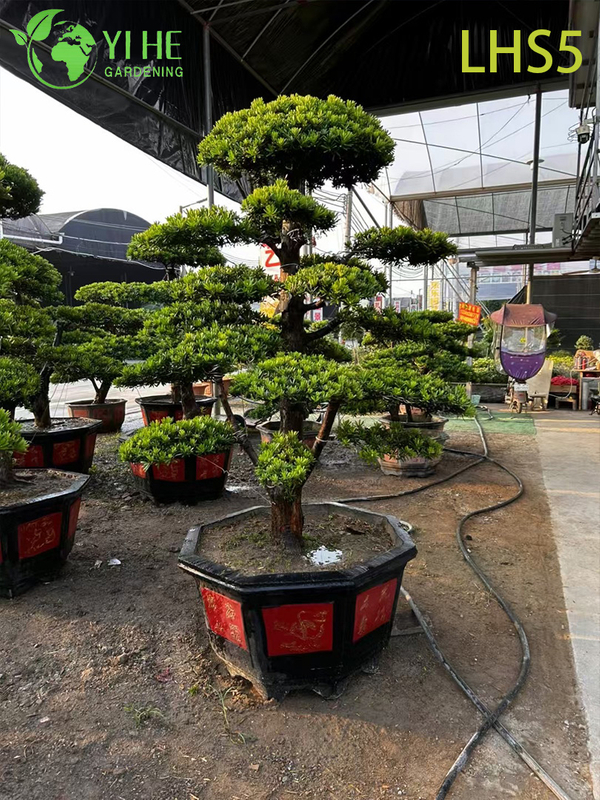 Oriental - Styled Tiered Podocarpus Bonsai for Landscape Art