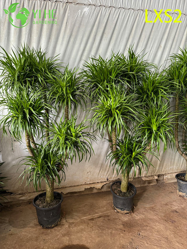 Ornamental Multi - branched Dracaena draco for Interior & Exterior Decor