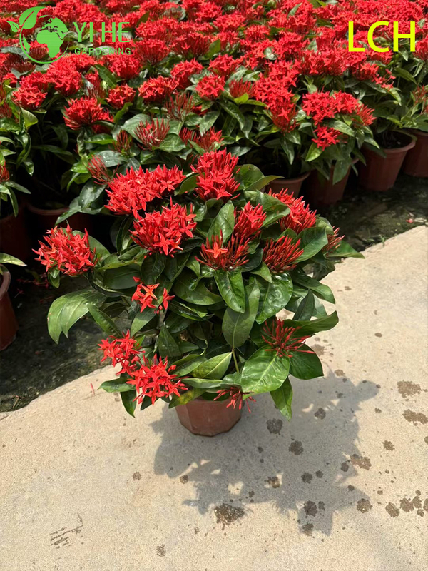 Colorful Blooming Ixora chinensis Potted Plants for Garden Decor