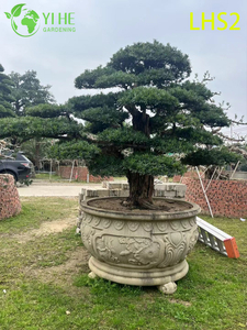 Artistically - Shaped Podocarpus Bonsai for Garden Display