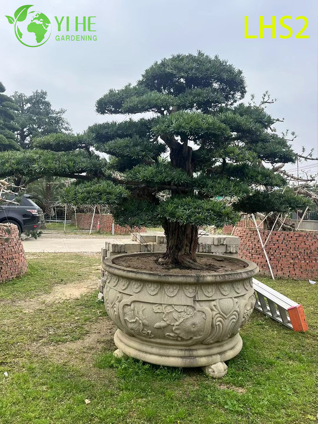 Bonsái de Podocarpus con forma artística para exhibición en el jardín
