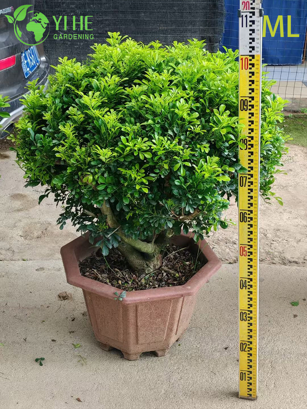 Fragrant Aglaia Odorata Bonsai for Indoor Decor