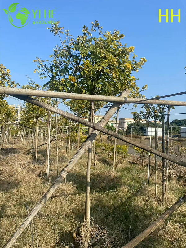 Ornamental Yellow Cassia glauca Flowering Tree