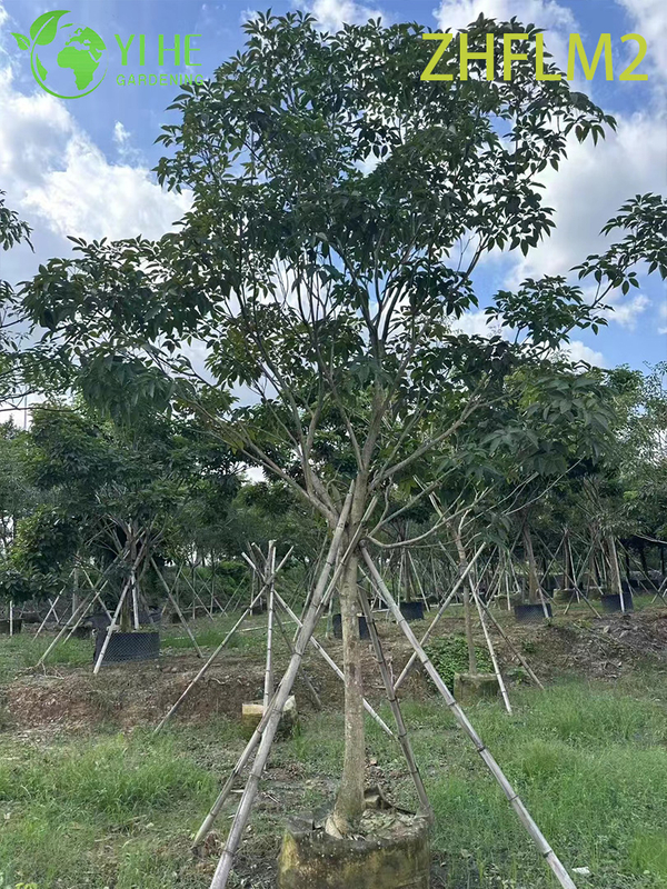 Grafted Ornamental Pink Tabebuia rosea Tree