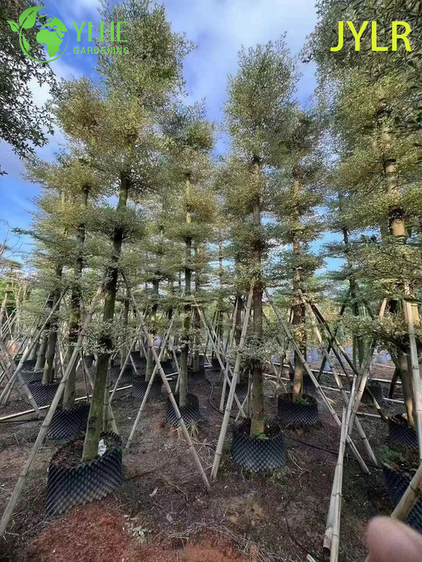 Ornamental Variegated Terminalia neotaliala Tree
