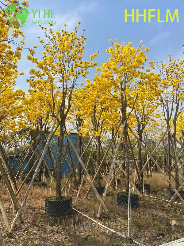 Ornamental Yellow Handroanthus chrysanthus Flowering Tree