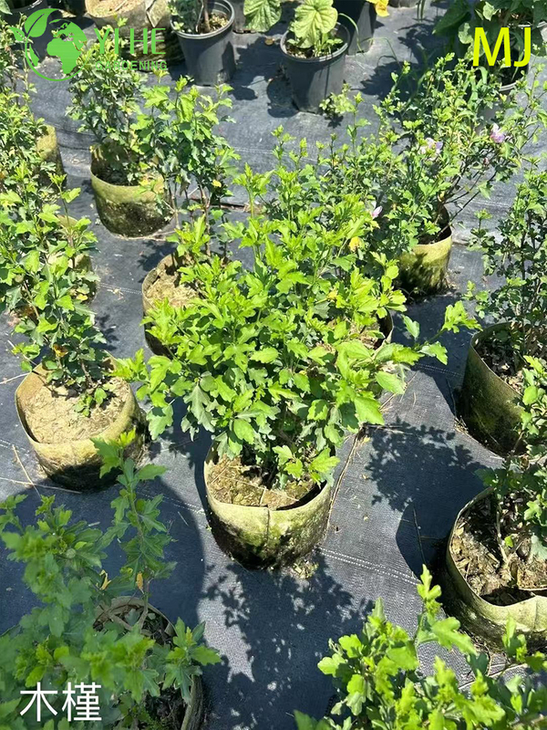 Wholesale Export Hibiscus Syriacus Ornamental Flowering Shrub Premium Quality