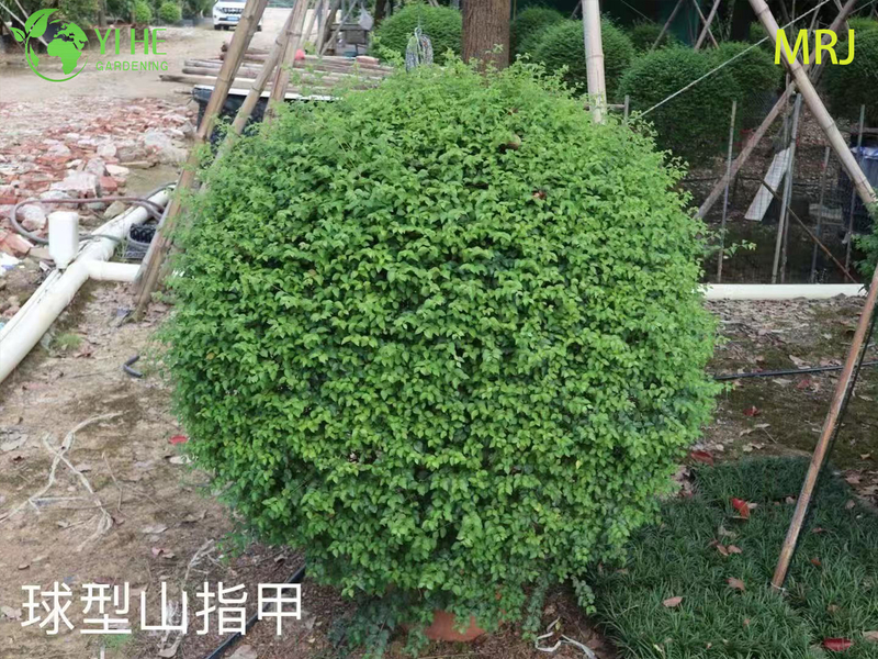 Wholesale Export Ligustrum Sinense Ornamental Evergreen Shrub Premium Quality