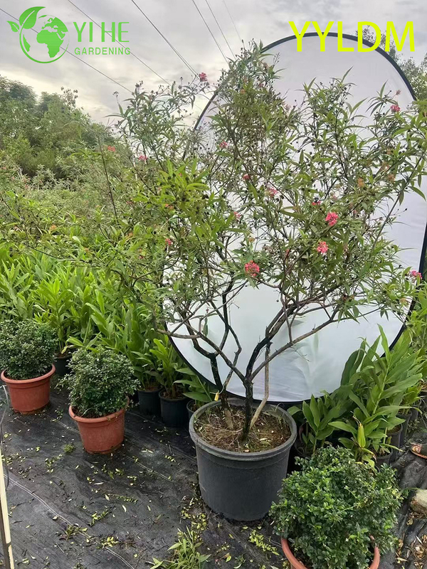 Wholesale Export Silver-Leaf Rondeletia Ornamental Evergreen Shrub Premium Quality