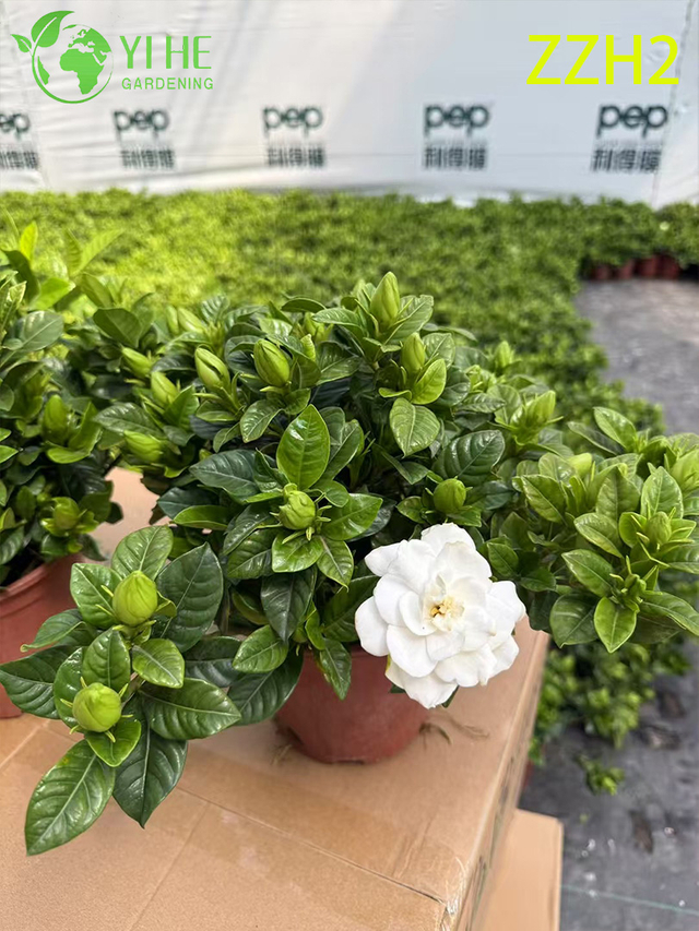 Wholesale Export Indoor Potted Gardenia Jasminoides Ornamental Flowering Plant Small-leaf