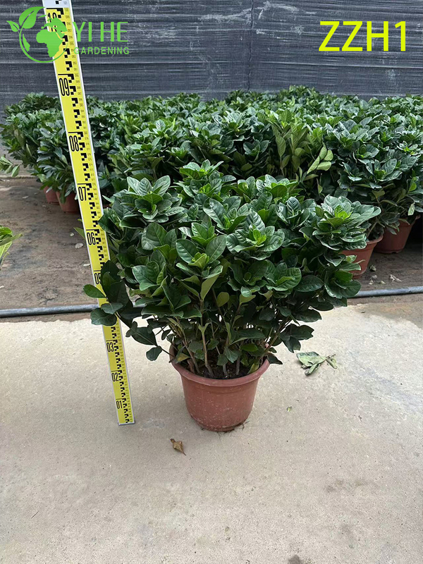Wholesale Export Garden Gardenia Jasminoides Ornamental Flowering Shrub Premium Quality