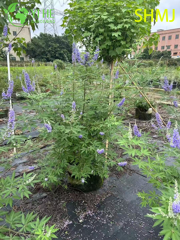 Wholesale Export Vitex Agnus-Castus Ornamental Flowering Shrub Premium Quality