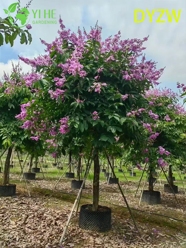 Large - leaved Lagerstroemia speciosa, Ornamental Big - leaf Crape Myrtle Tree, Tropical Garden Lagerstroemia, Evergreen Large - leafed Crape Myrtle
