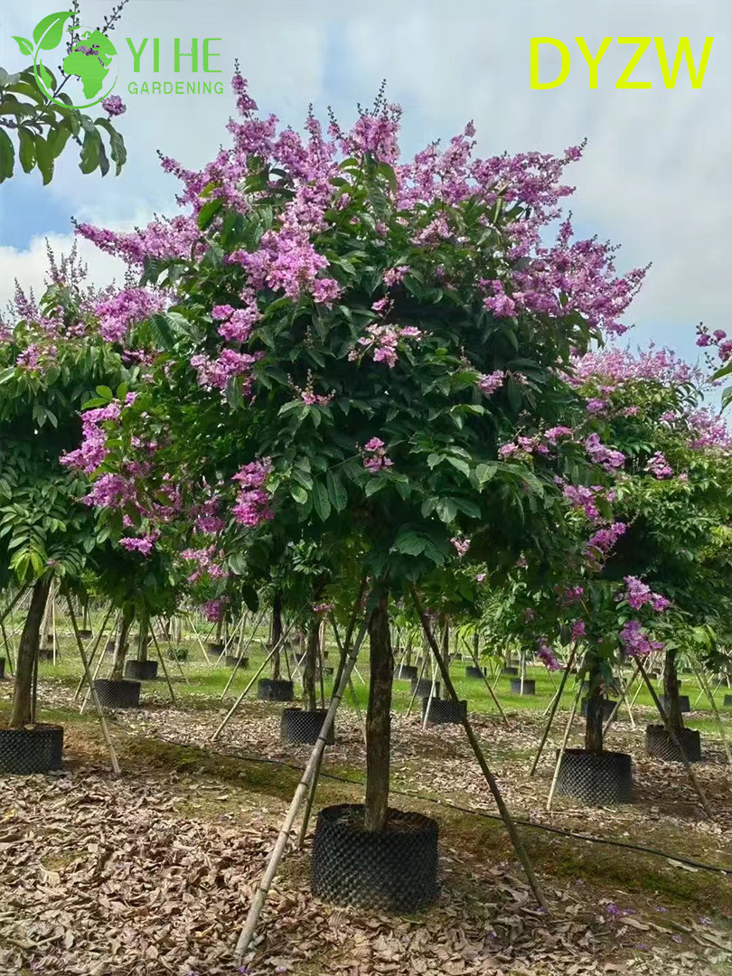 Large - leaved Lagerstroemia speciosa, Ornamental Big - leaf Crape Myrtle Tree, Tropical Garden Lagerstroemia, Evergreen Large - leafed Crape Myrtle