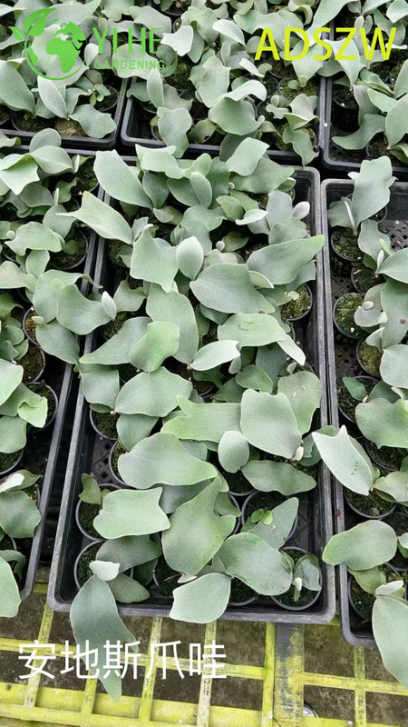 Wholesale Andes Java Potted Plants for Indoor Outdoor Landscaping & Decoration