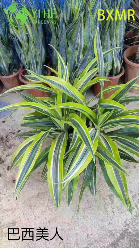 Wholesale Brazilian Beauty Potted Plants for Indoor Outdoor Tropical Decoration