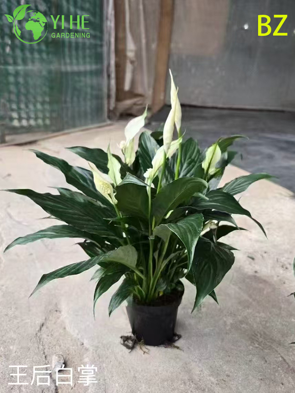 Wholesale White Spathiphyllum Potted Plants for Indoor Air-Purifying Decoration